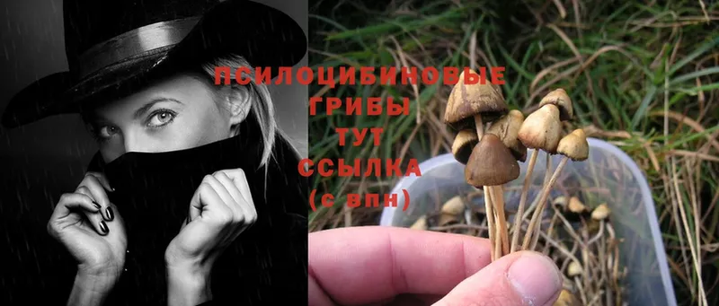 Псилоцибиновые грибы Psilocybe  где купить наркоту  Каневская 